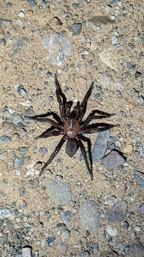 iNaturalist observation photo of Promyrmekiaphila