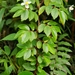 Begonia foliosa - Photo (c) Youri Witmer, όλα τα δικαιώματα διατηρούνται, uploaded by Youri Witmer