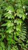 Fern-leaved Begonia - Photo (c) Youri Witmer, all rights reserved, uploaded by Youri Witmer