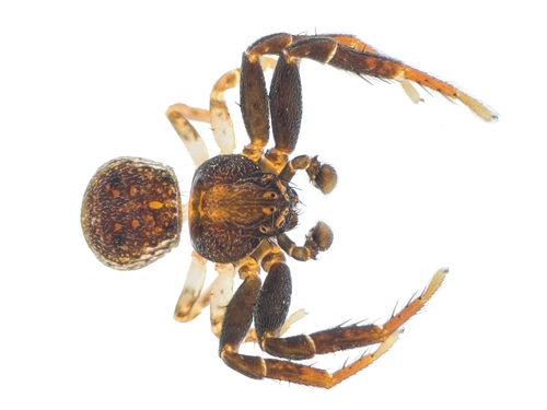 Leaflitter Crab Spiders