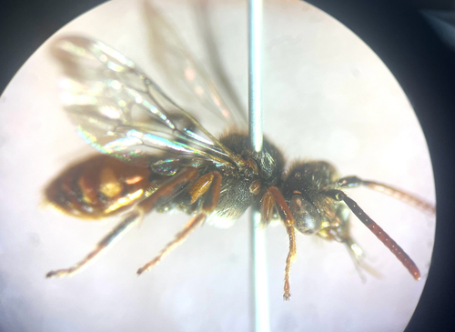 Nomada mutabilis