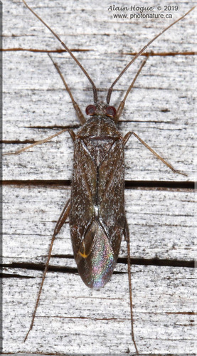 Noctuocoris