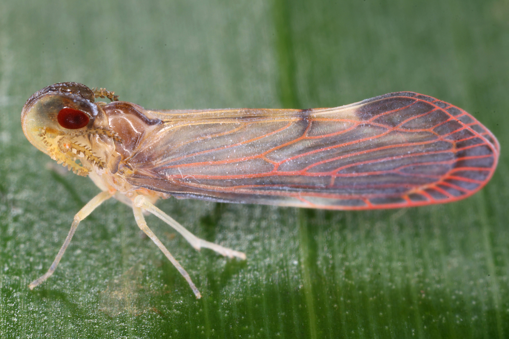 Dembara Insect Dendrokara from Salaza, Palauig, Zambales, Philippinen on January 27 ...