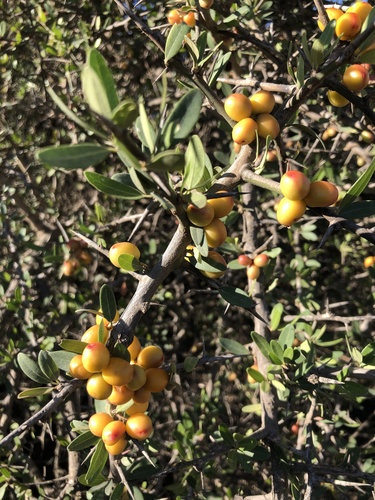 Castela coccinea