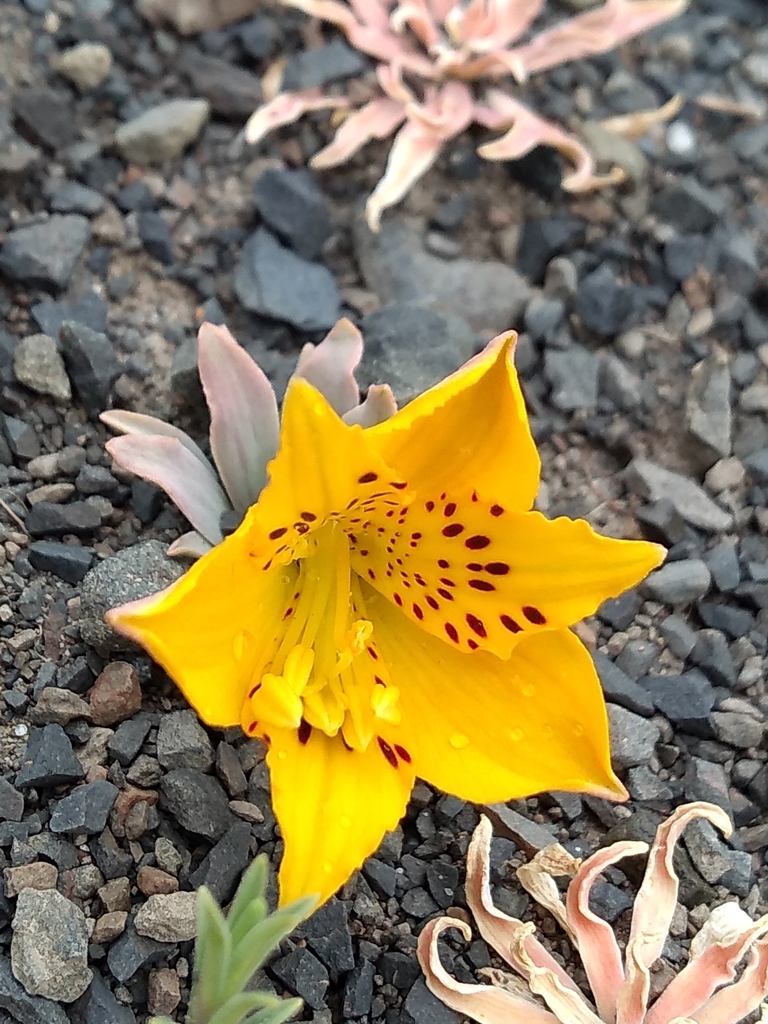 Lirio de campo
