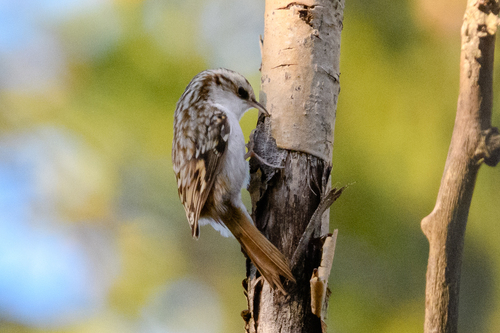 Eurasian Treecreeper