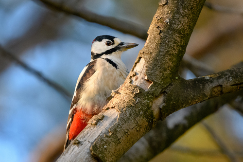Great Spotted Woodpecker
