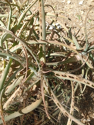 Candelabra Aloe