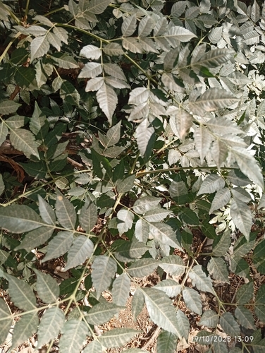 Chinaberry