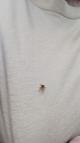 Unknown species found near Sunderland, MA, USA