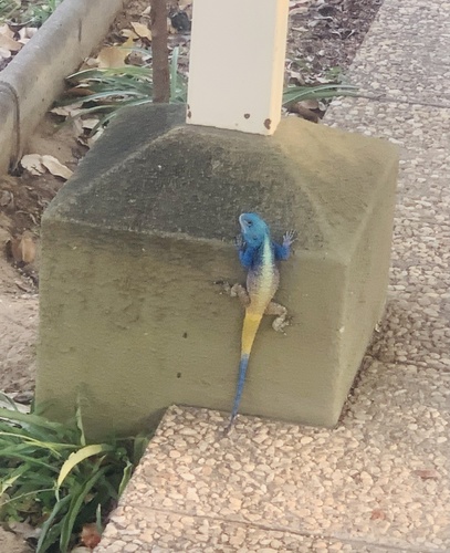 Kunene Ridgeback Agama