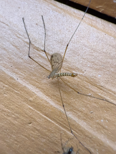 Unknown species found near Clear Lake Rd, Putnam Valley, NY, US