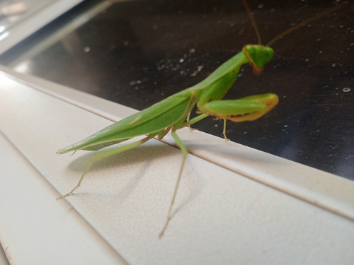 Common Green Mantis