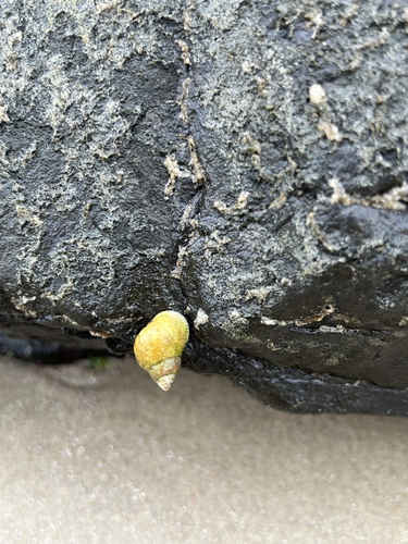Littoraria flava