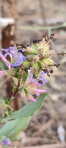 common leadwort