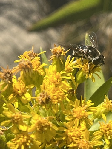 Unknown species found near Northwest, Virginia Beach, VA, US