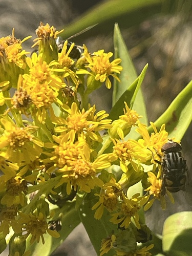 Unknown species found near Northwest, Virginia Beach, VA, US