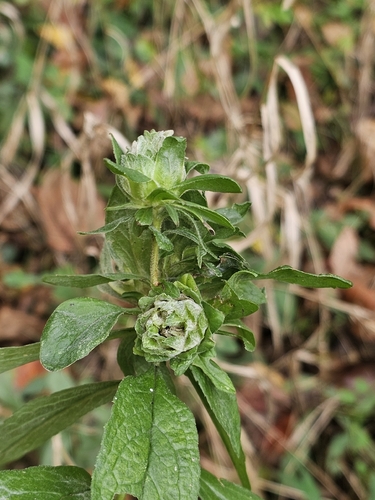 Unknown species found near Pfafftown, NC 27040, USA