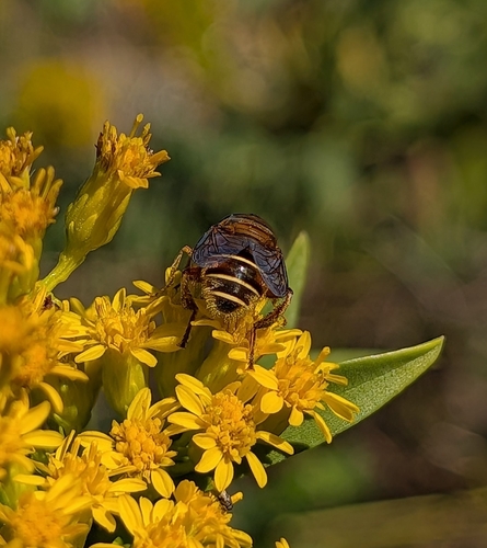 Unknown species found near Ocean View & Mason Creek, Norfolk, VA 23503, USA