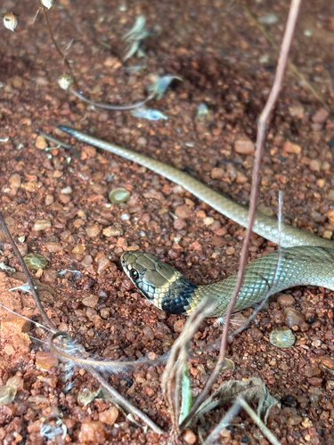 Ringed Brown Snake sighting