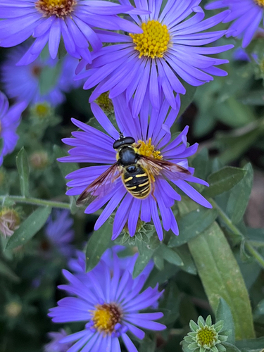 Unknown species found near Seminole Rd, Hillsborough, NC, US
