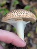 Echinoderma sp. 'asperum-IN01' - Photo (c) Dawn Wehman, all rights reserved, uploaded by Dawn Wehman