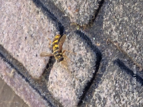 Unknown species found near Georgia, US