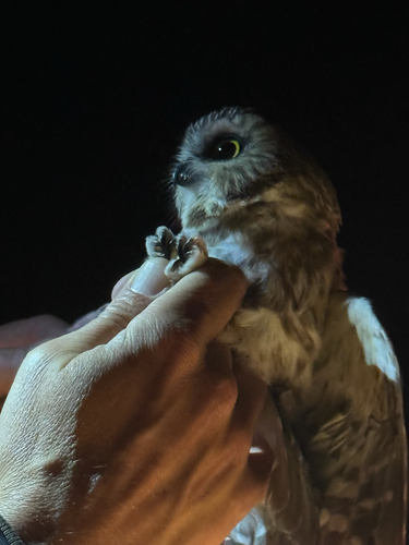 View observation of {o.common_name} on iNaturalist