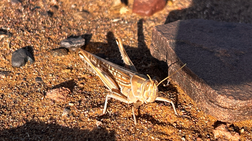 Desert Locust