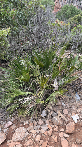 Mediterranean fan palm
