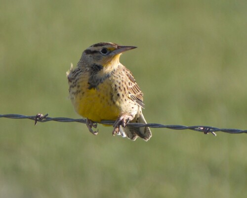 Western Meadowlark