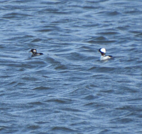 Bufflehead