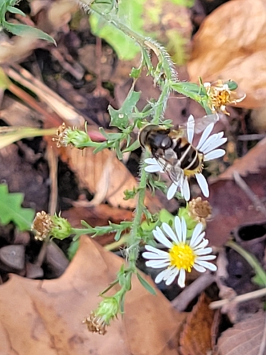Unknown species found near Dyke Marsh, George Washington Memorial Parkway, Fairfax County, US-VA, US