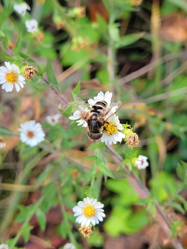 Unknown species found near Dyke Marsh, George Washington Memorial Parkway, Fairfax County, US-VA, US