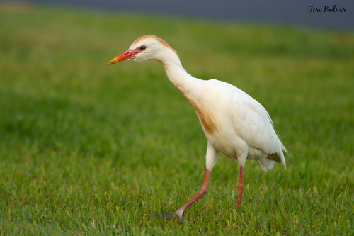 Ardea ibis