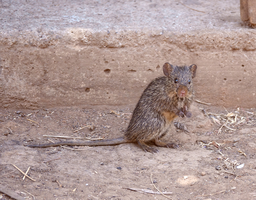 Nile Grass Rat
