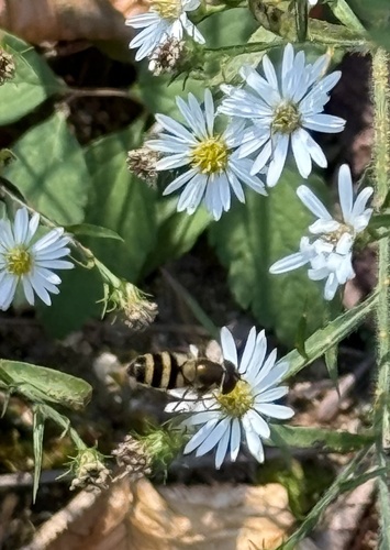 Unknown species found near Lake Falls Rd, Hendersonville, NC, US