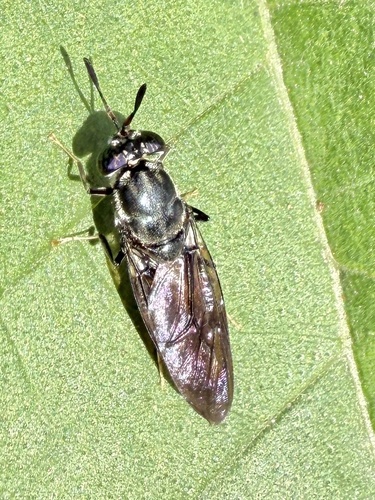 Unknown species found near Long Island, New York, NY, US