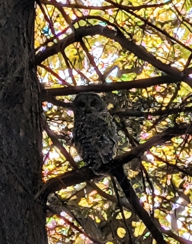 View observation of {o.common_name} on iNaturalist