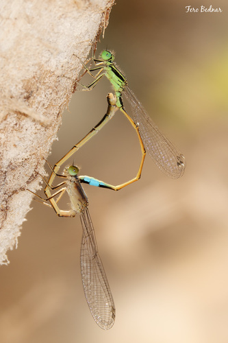 Ischnura saharensis