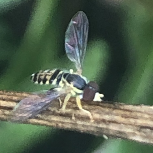 Unknown species found near Spring Rock Rd, East Lyme, CT, US