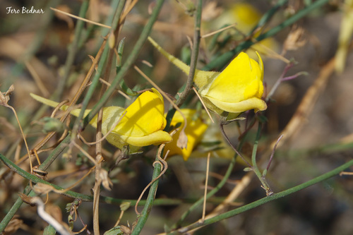 Nanorrhinum