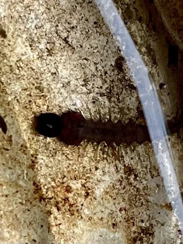 Unknown species found near Roads End Ln, Severna Park, MD, US