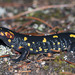 Salamandra Común de Sierra Morena - Photo (c) Clo, todos los derechos reservados, subido por Clo