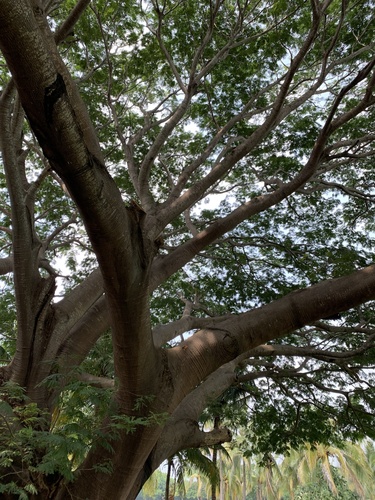 Enterolobium cyclocarpum - Whole tree