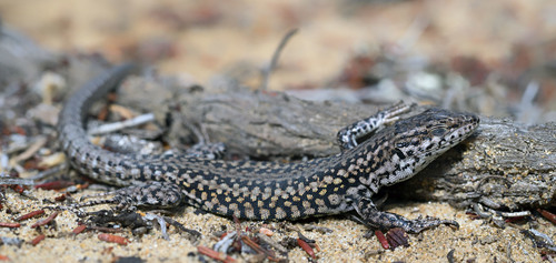 Carbonell’s Wall Lizard