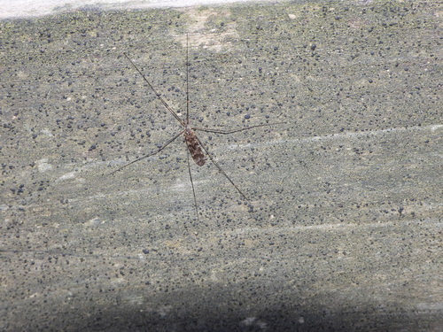 Unknown species found near Tucker County, WV, USA