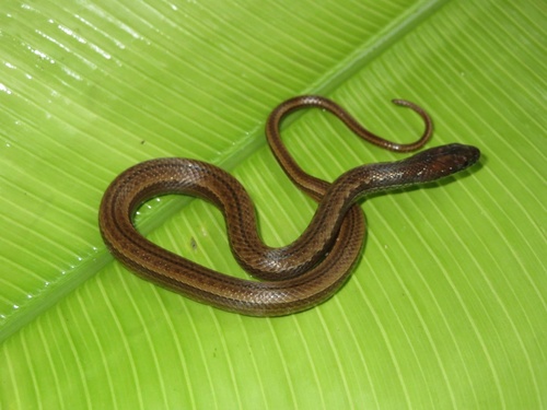 Two-spotted Snake