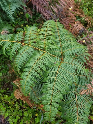Pteridium arachnoideum