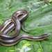 Five-striped Snake - Photo (c) Bruce Edley, all rights reserved, uploaded by Bruce Edley